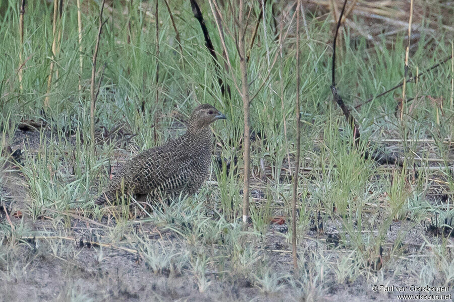 Madagascan Partridge female adult