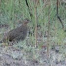 Perdrix de Madagascar