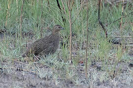 Madagascan Partridge