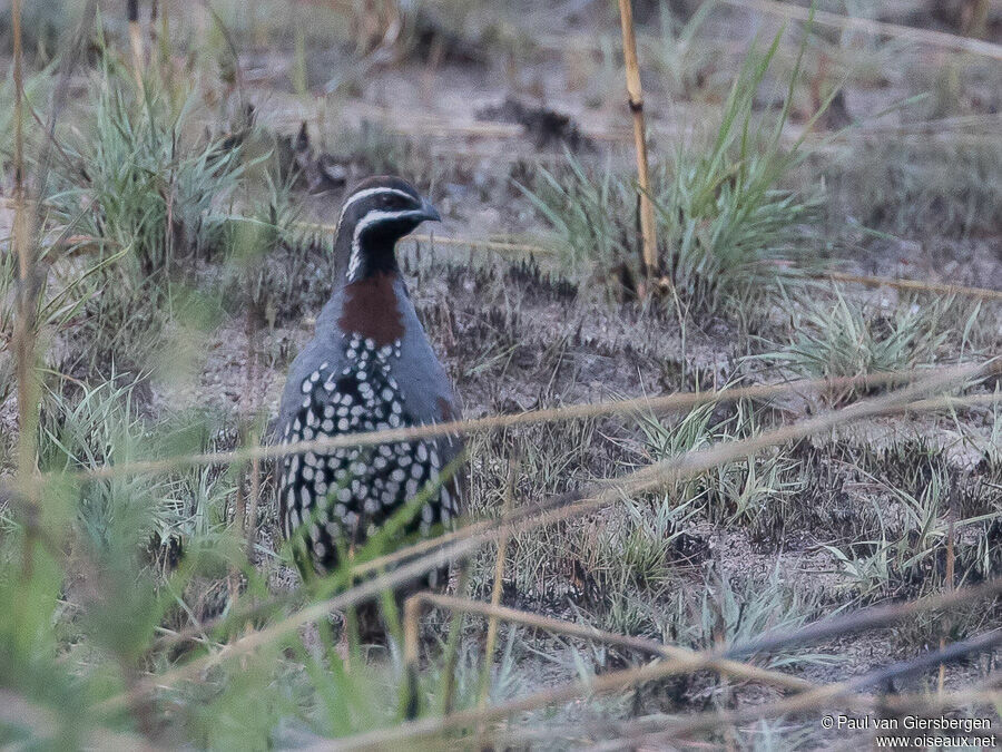 Madagascan Partridge male adult