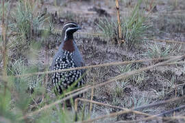 Madagascan Partridge