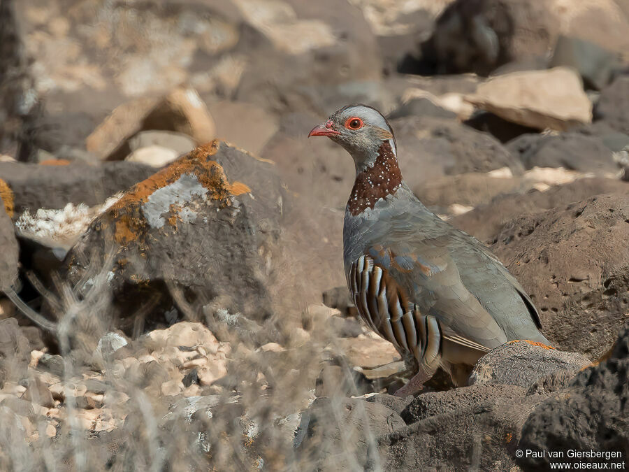 Barbary Partridge