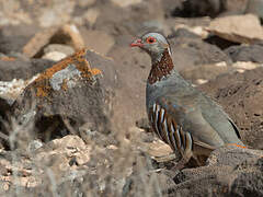 Barbary Partridge