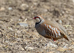 Red-legged Partridge