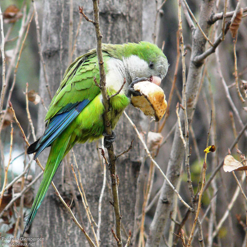 Monk Parakeetadult, pigmentation, eats