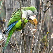 Monk Parakeet