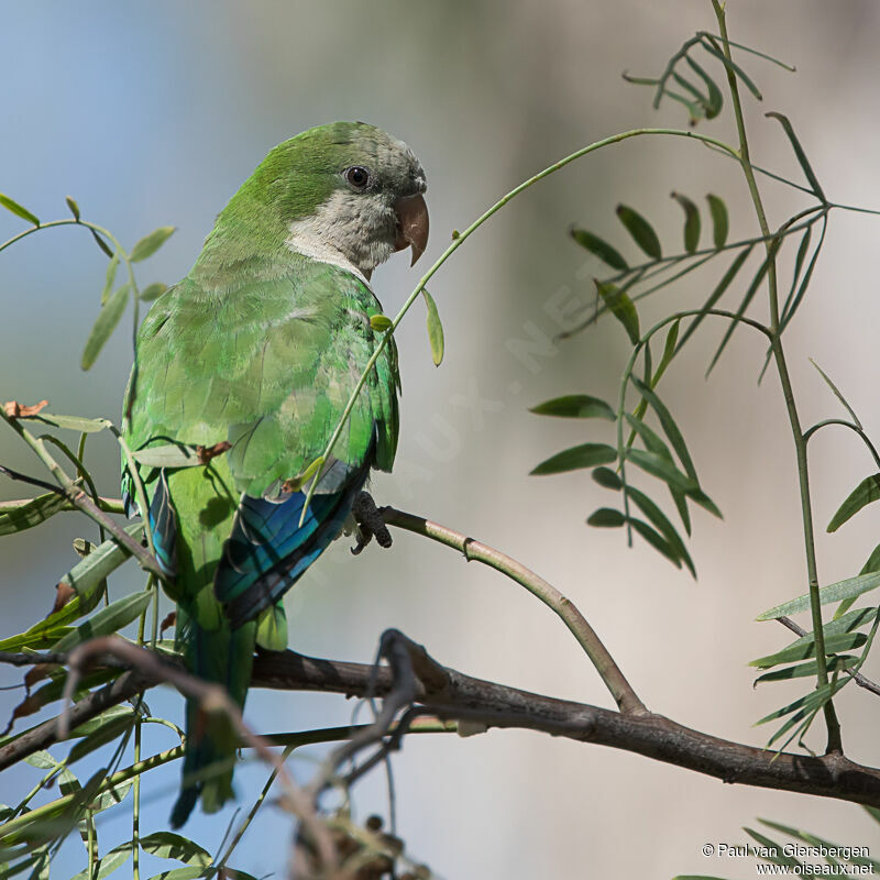 Monk Parakeetadult