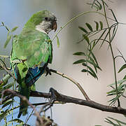 Monk Parakeet