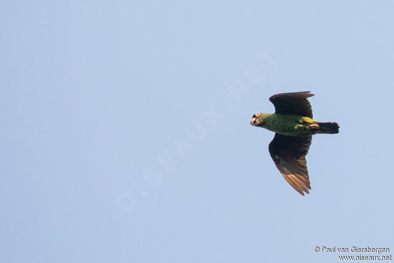 Red-fronted Parrot