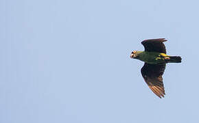 Red-fronted Parrot