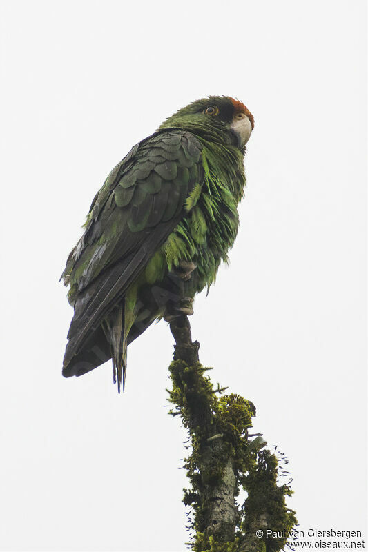 Red-fronted Parrotadult