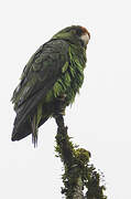 Red-fronted Parrot