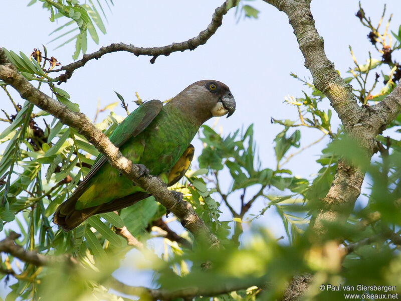 Brown-headed Parrot