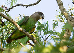 Brown-headed Parrot