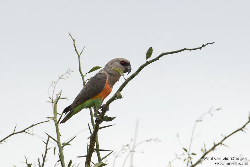 Red-bellied Parrot