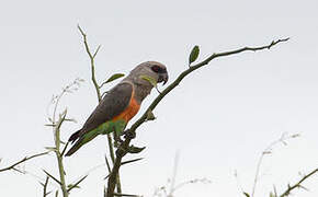 Red-bellied Parrot