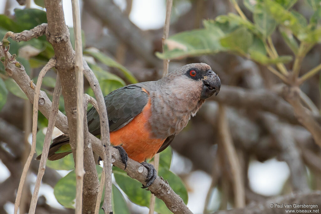 Red-bellied Parrotadult