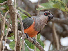 Red-bellied Parrot