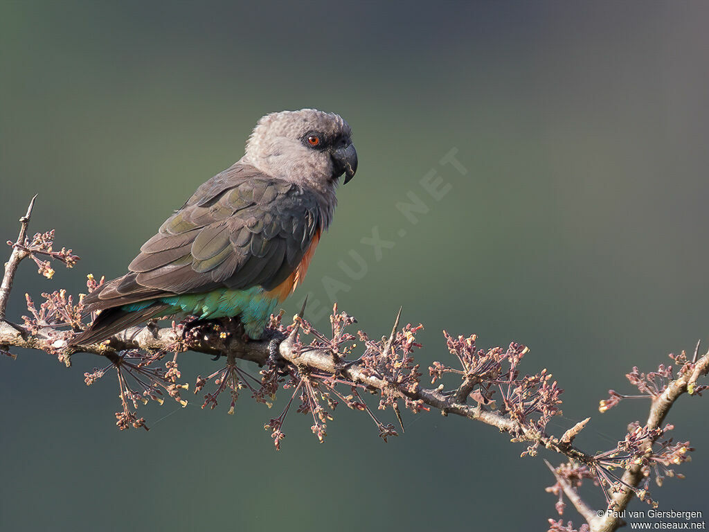 Red-bellied Parrotadult