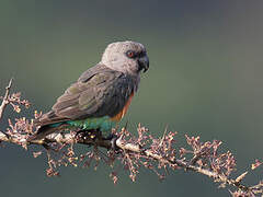 Red-bellied Parrot