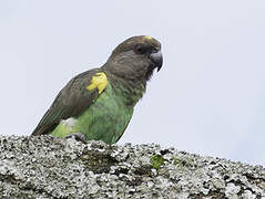 Meyer's Parrot