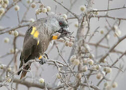 Rüppell's Parrot