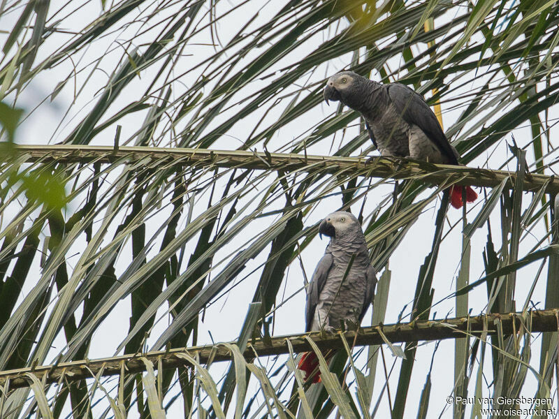 Grey Parrotadult, habitat, pigmentation