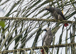 Grey Parrot
