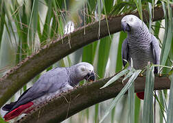 Grey Parrot