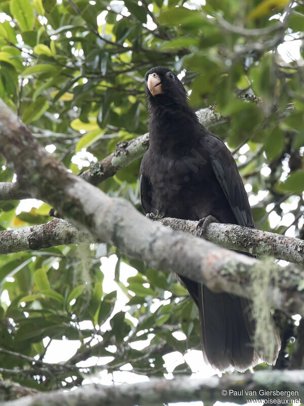 Lesser Vasa Parrotadult