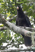 Lesser Vasa Parrot