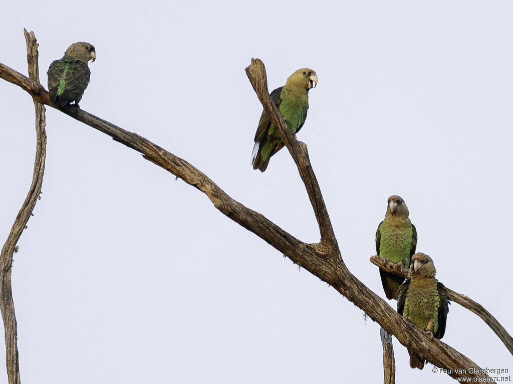 Cape Parrot