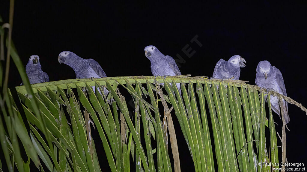 Timneh Parrotadult, habitat, pigmentation