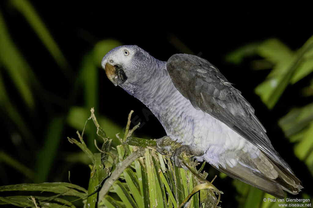 Timneh Parrotadult