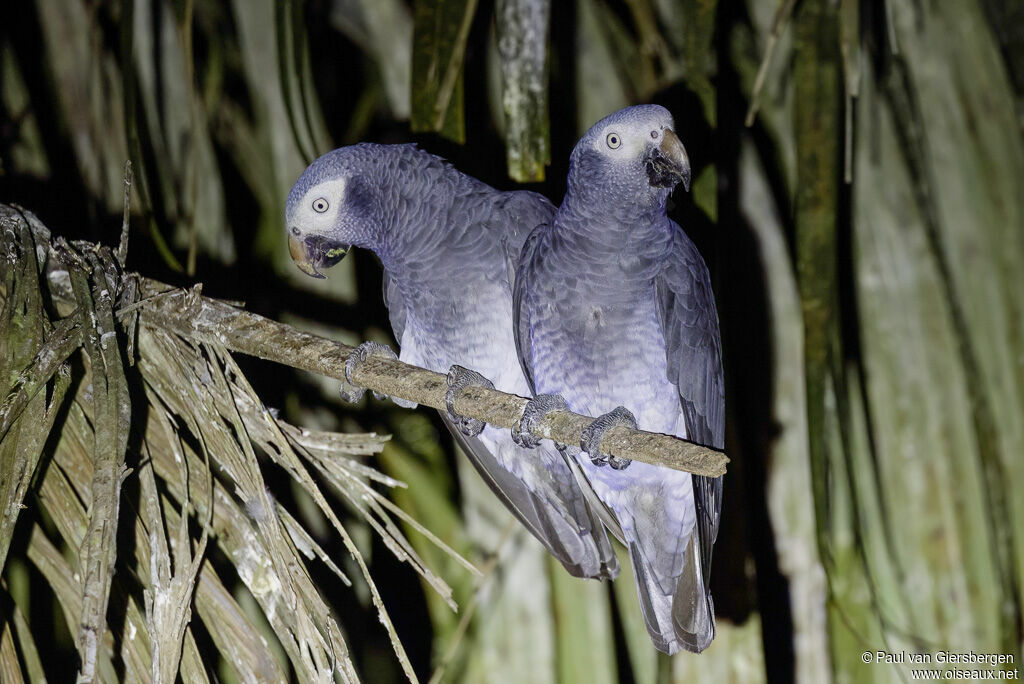 Timneh Parrotadult