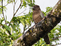 Greater Vasa Parrot