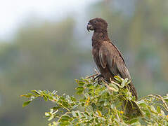 Greater Vasa Parrot