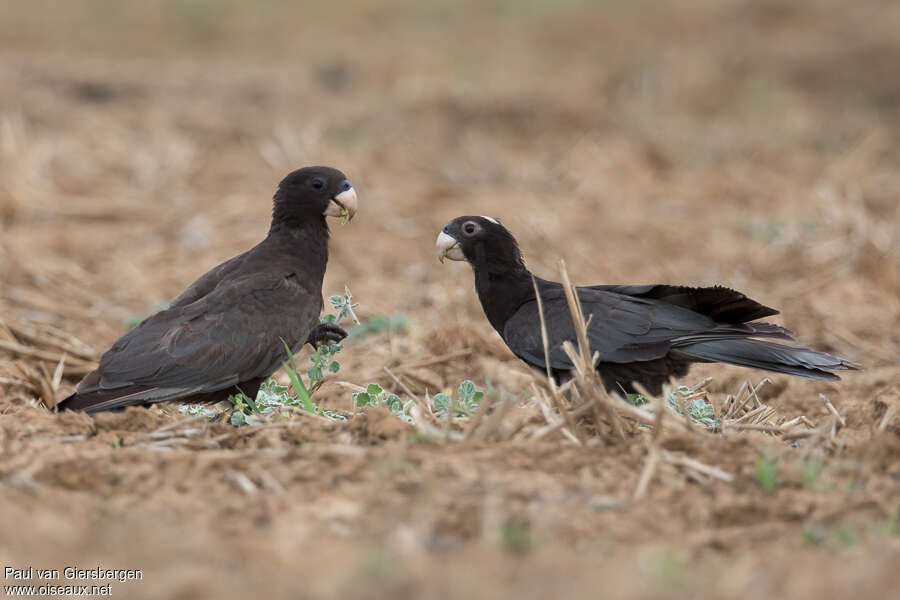 Greater Vasa Parrotadult breeding