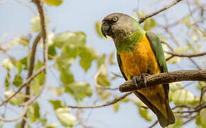 Senegal Parrot