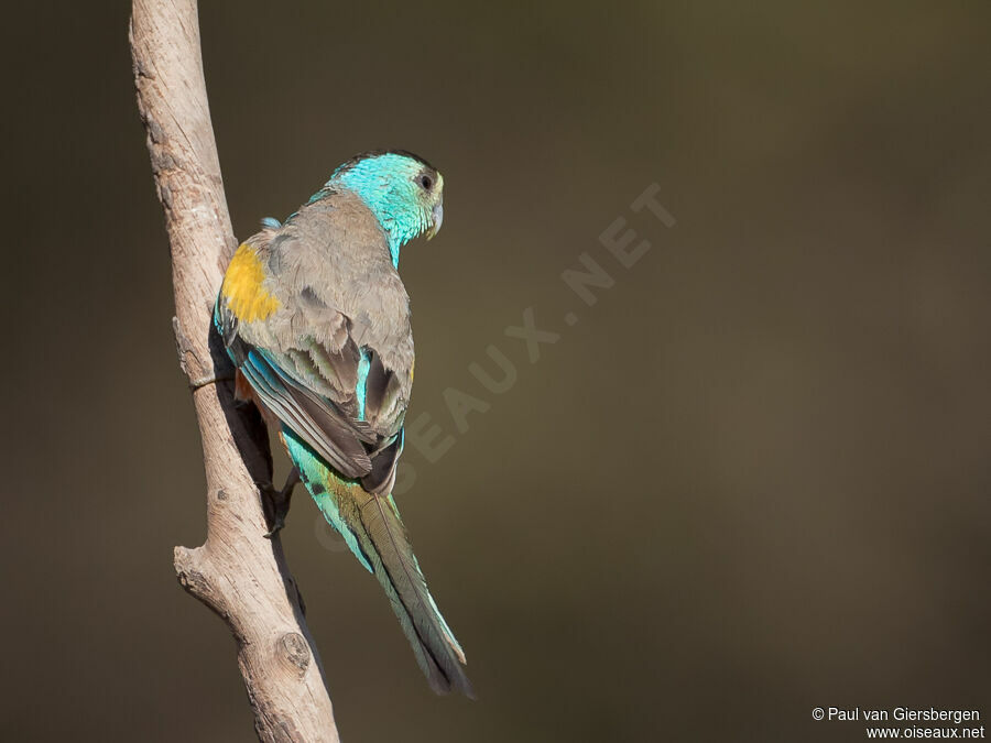 Perruche à ailes d'or mâle adulte