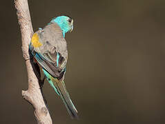 Golden-shouldered Parrot