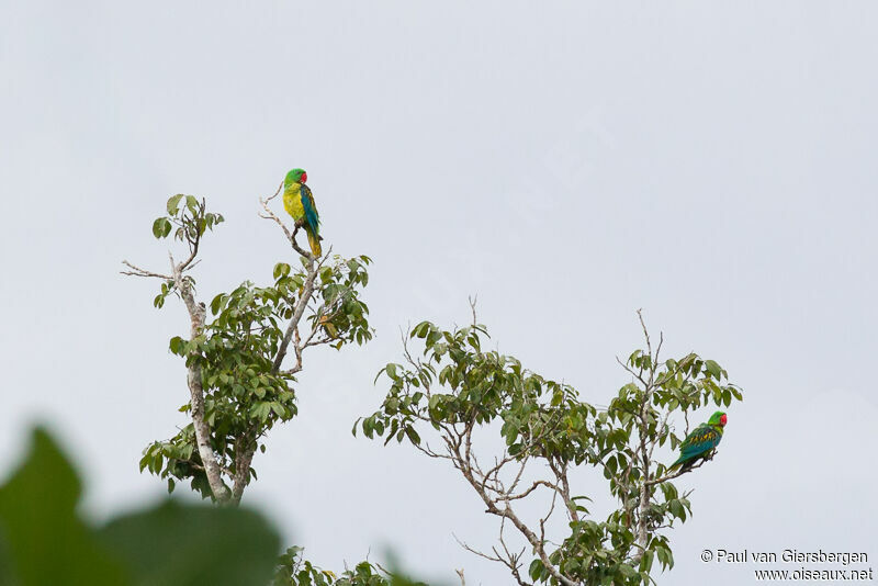 Great-billed Parrot