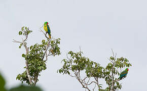 Great-billed Parrot