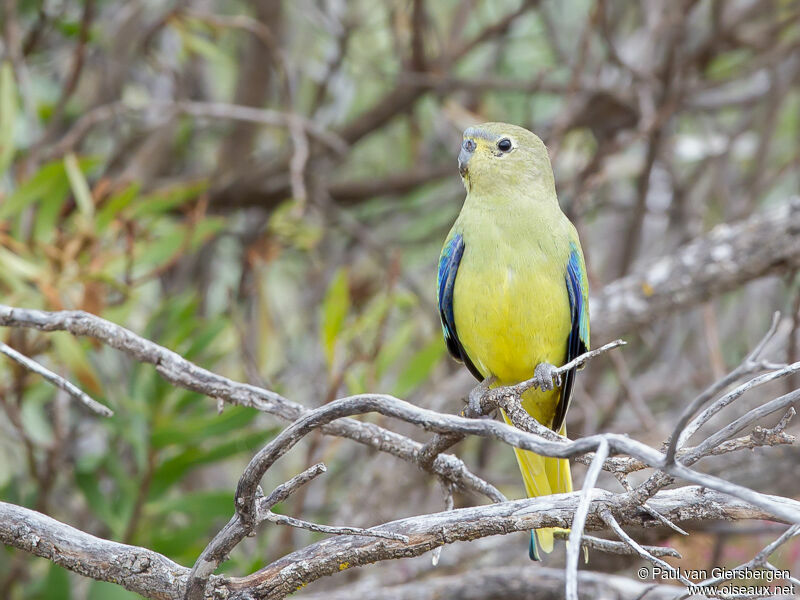 Blue-winged Parrot