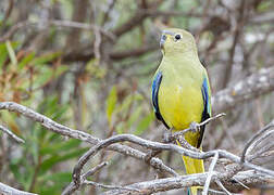 Blue-winged Parrot