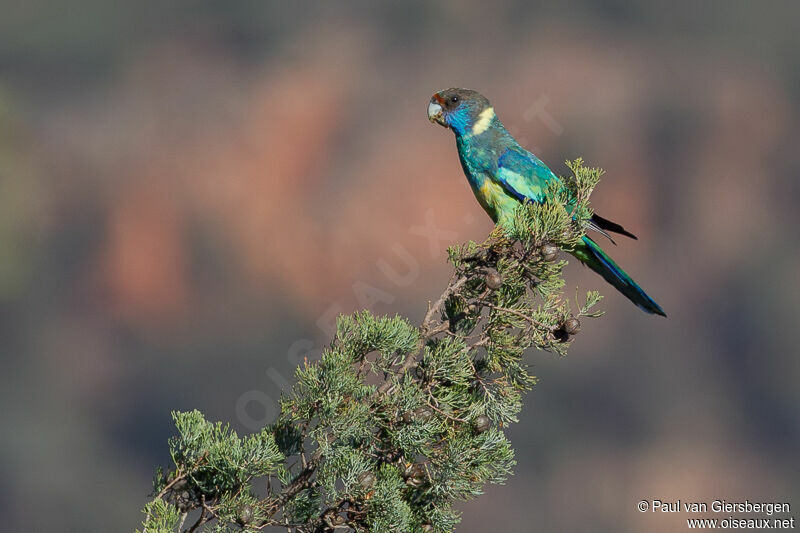 Australian Ringneck