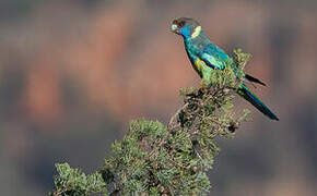 Australian Ringneck