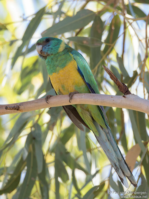 Australian Ringneckadult