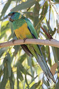 Australian Ringneck