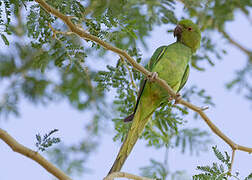 Rose-ringed Parakeet